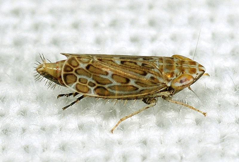 Adarrus ocellaris?
